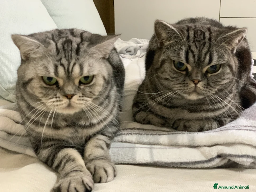 British gatti in vendita: British Shorthair con pedigree  - Annuncio 11