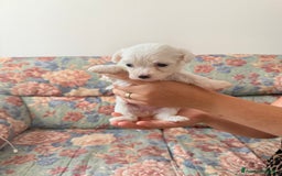 Bichon cani in vendita: Cuccioli di Bichon maltese  a Provincia di Verona - Immagine 4