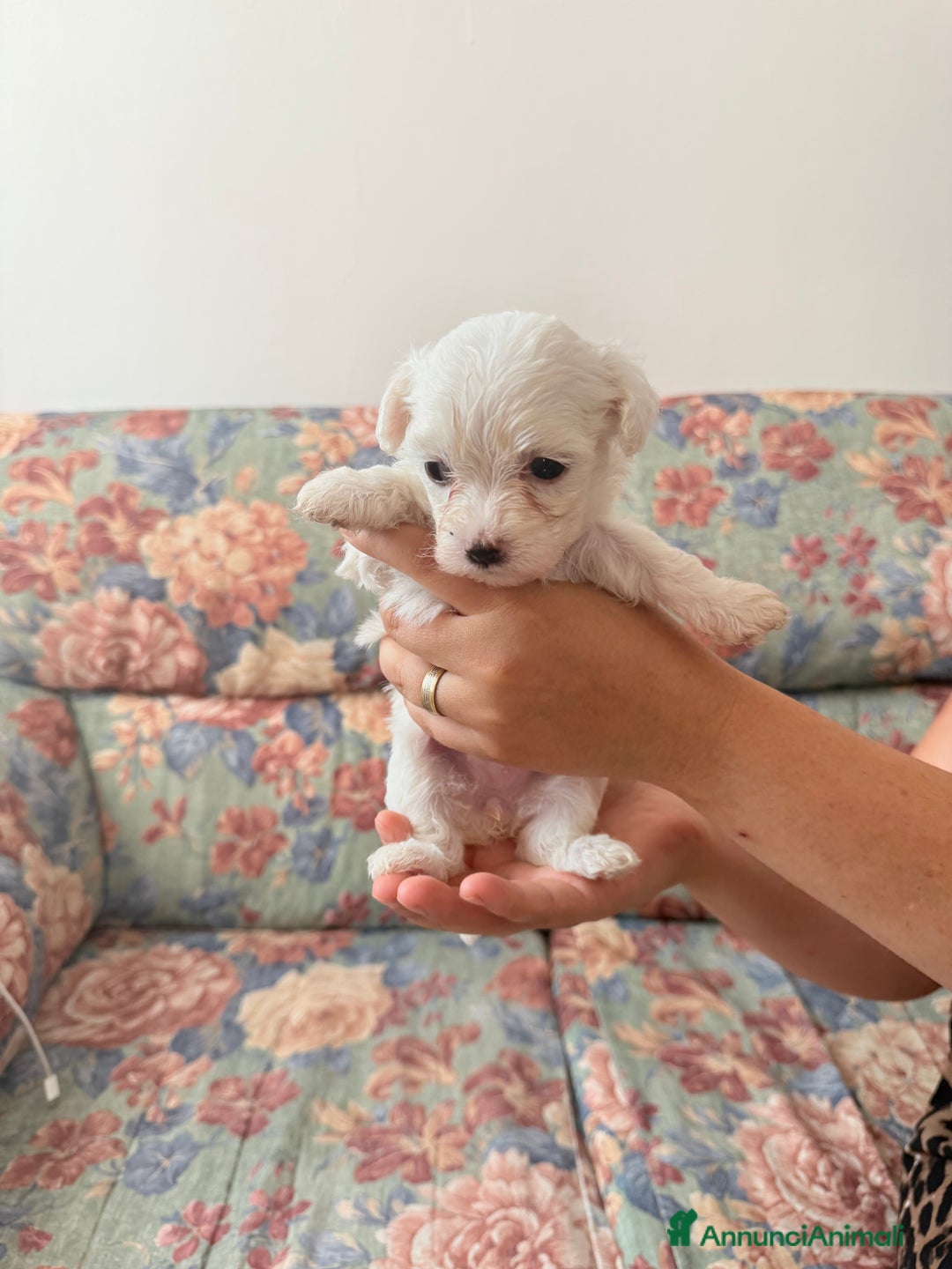 Bichon cani in vendita: Cuccioli di Bichon maltese  a Provincia di Verona - Immagine 4