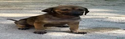 Meticcio cani in regalo: CUCCIOLA MEDIO PICCOLA - Annuncio 9