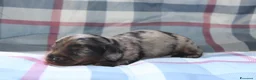 Bassotto cani in vendita: Cuccioli di bassotto - Annuncio 9