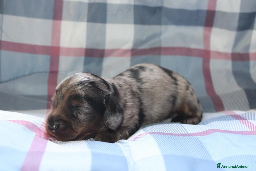 Bassotto cani in vendita: Cuccioli di bassotto - Annuncio 9