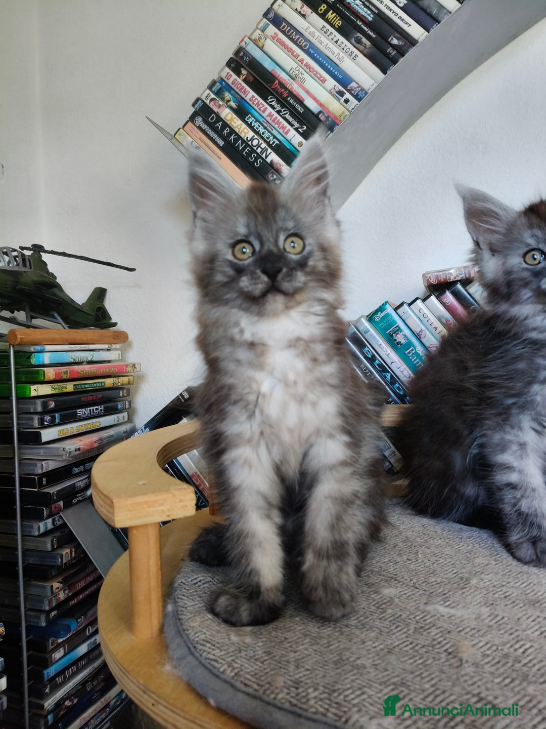 Maine Coon gatti in vendita: Maine Coon femmina black smoke  - Annuncio 10