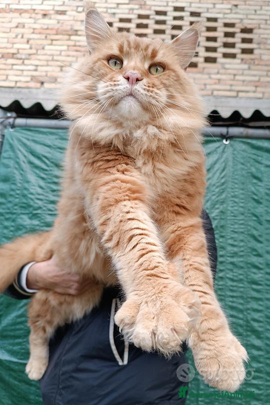 Maine Coon gatti per accoppiamento: Maine Coon stallone pedigree da riproduzione monta - Annuncio 3
