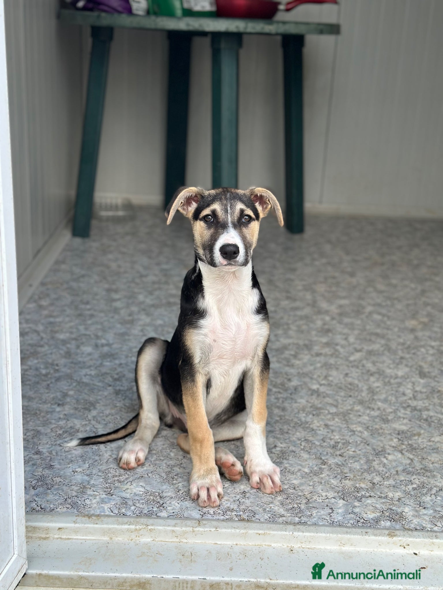 Meticcio cani SPILLO IN CERCA DI ADOZIONE - Annuncio 5