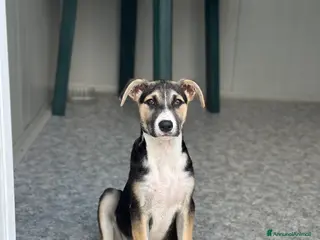 Meticcio cani SPILLO IN CERCA DI ADOZIONE - Annuncio 9