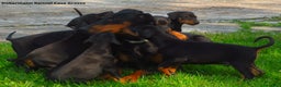 Dobermann cani in vendita: Dobermann cuccioli - Annuncio 5