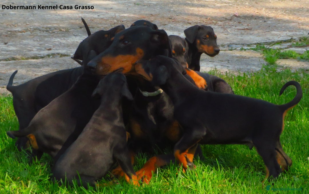 Dobermann cani in vendita: Dobermann cuccioli - Annuncio 5