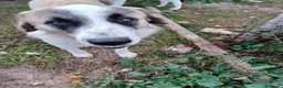 Meticcio cani in regalo: LUCA quanta solitudine! tg grande a Provincia di Macerata - Annuncio 3