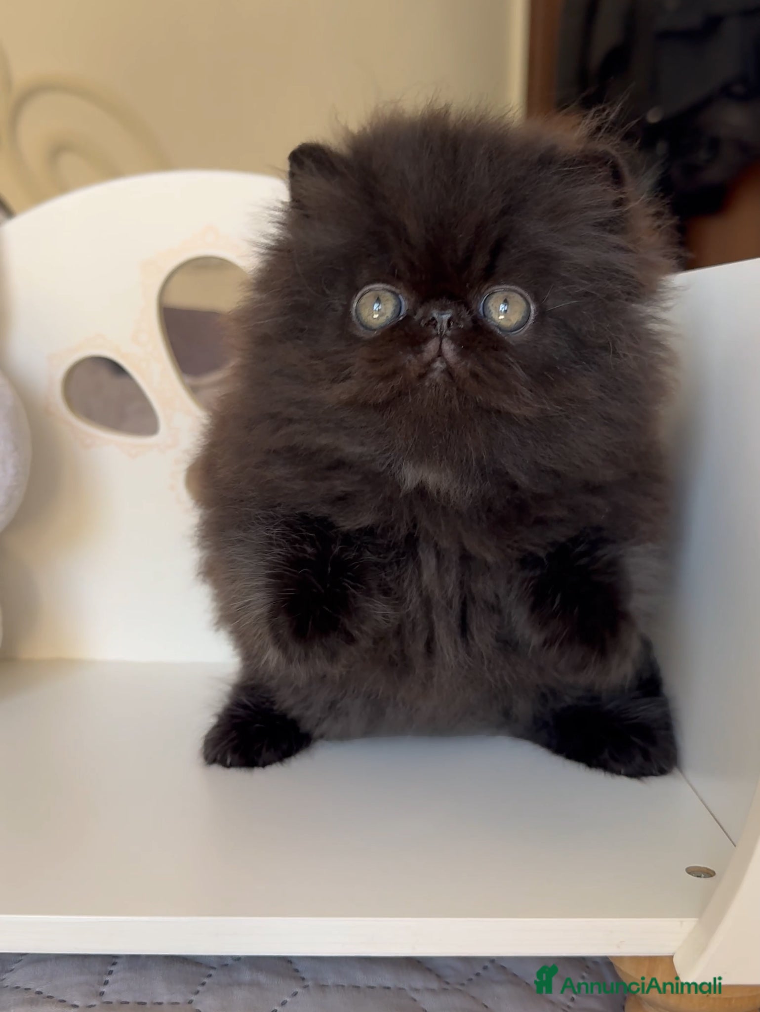 Persiano gatti in vendita: AnnaRita Profiterole - Annuncio 1