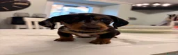Bassotto Nano cani in vendita: Cuccioli di bassotto a pelo corto Arlecchino  - Annuncio 11