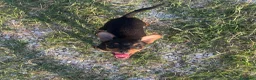 Pinscher Miniatura cani in vendita: Pincher toy - Annuncio 5