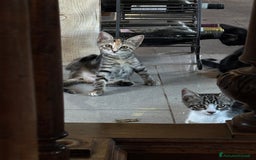 Altre razze gatti in vendita: 7 allegri batuffoli in cerca di casa a Province of Brescia - Immagine 26