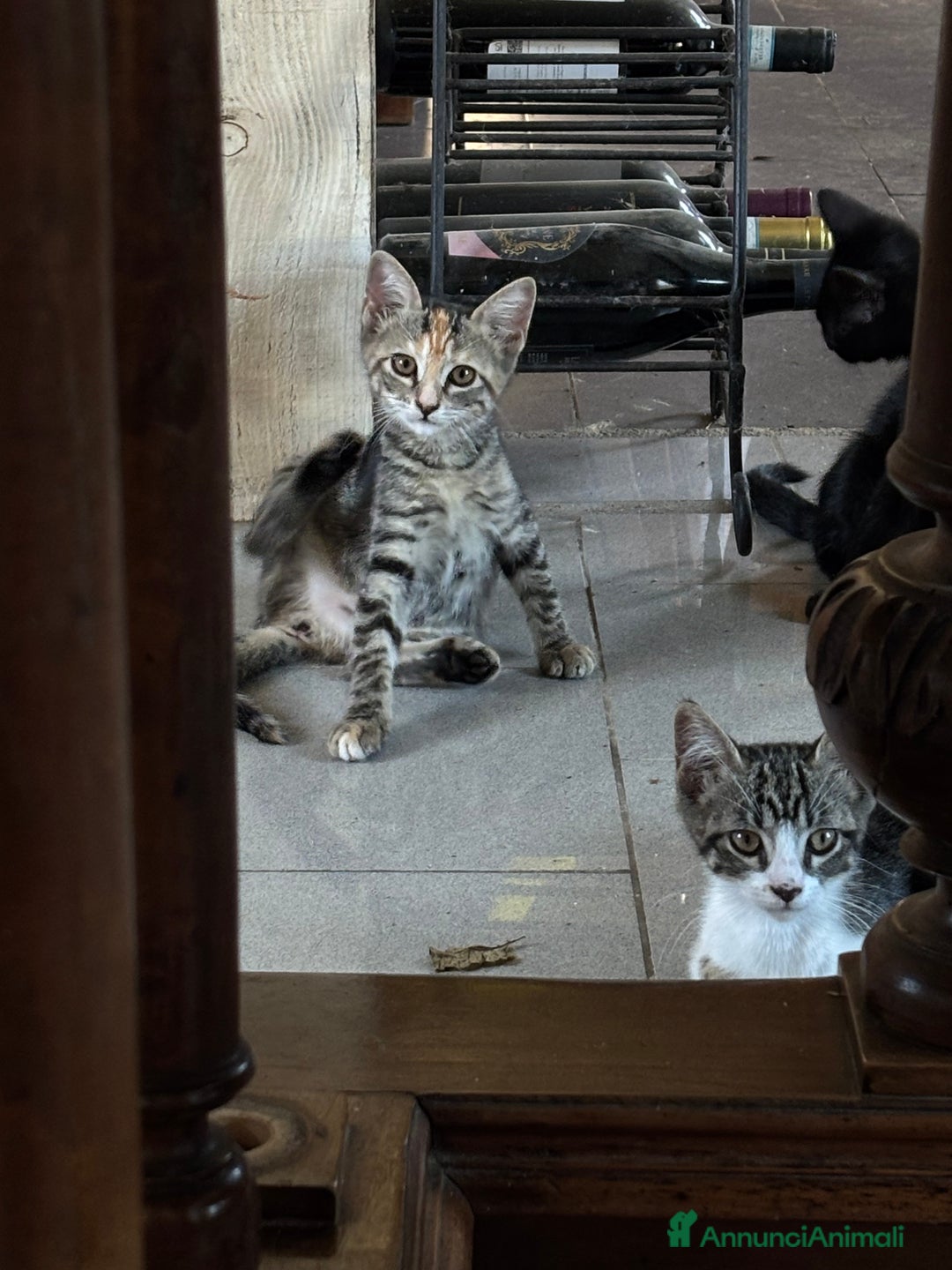 Altre razze gatti in vendita: 7 allegri batuffoli in cerca di casa a Province of Brescia - Immagine 26