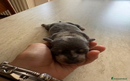 Bassotto cani in vendita: bassotto a Città metropolitana di Milano - Immagine 4
