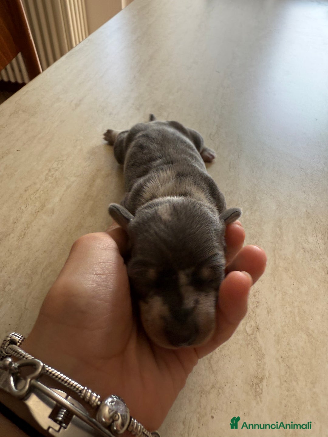Bassotto cani in vendita: bassotto a Città metropolitana di Milano - Immagine 4