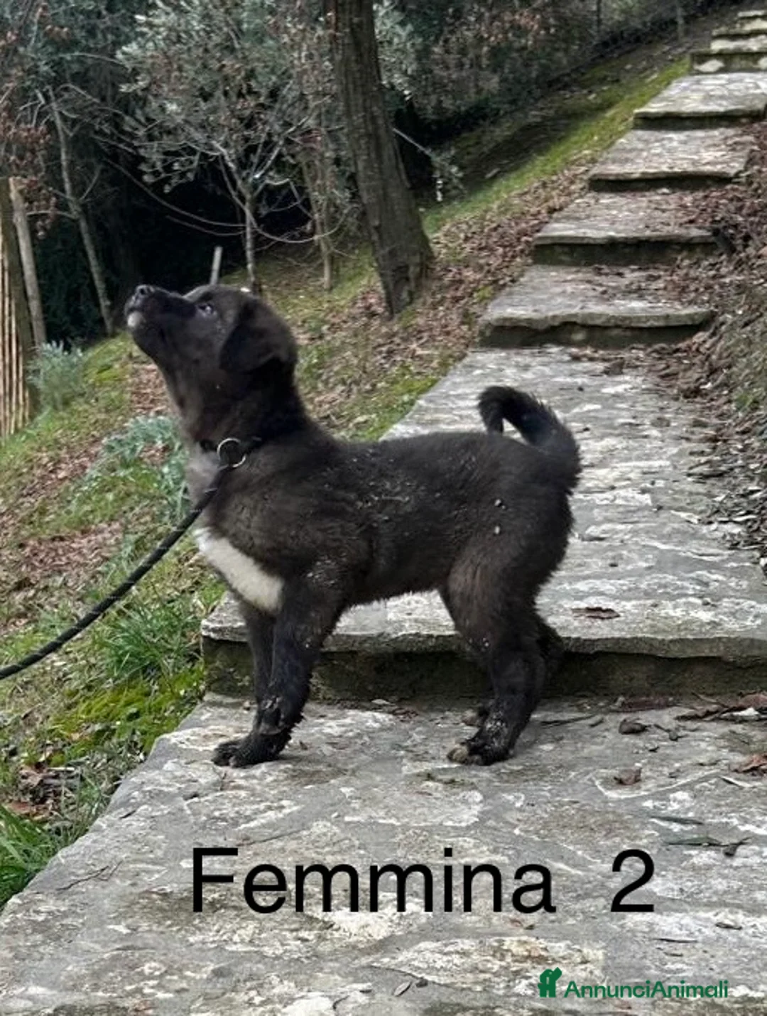 Pastore Asia Centrale cani in vendita: Cuccioli Pastore dell’Asia Centrale - Annuncio 4