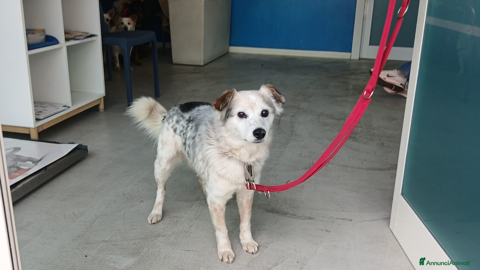 Meticcio cani IL DOLCE SNOOPY HA BISOGNO DI UNA CASA,IN ADOZIONE - Annuncio 1