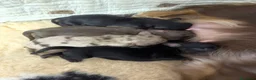 Bassotto cani in vendita: Bassotti a pelo lungo  - Annuncio 7