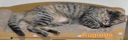 Europeo gatti in regalo: APPELLO URGENTE  PER RUGIADA E CORALLO - Annuncio 6
