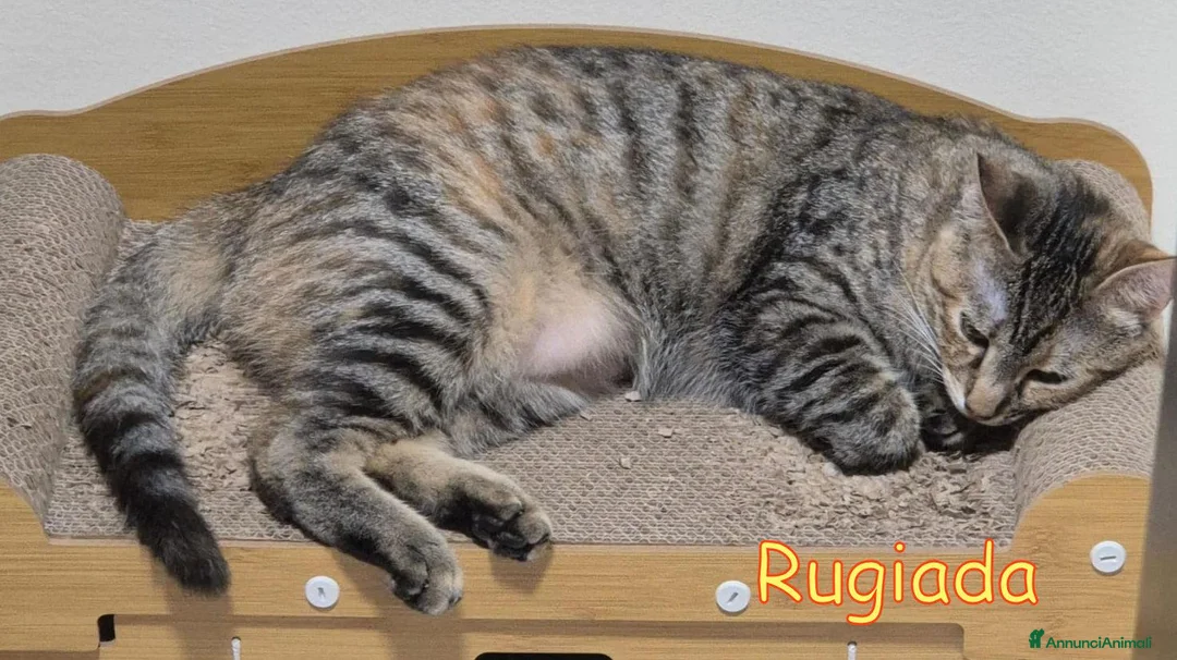 Europeo gatti in regalo: APPELLO URGENTE  PER RUGIADA E CORALLO - Annuncio 6