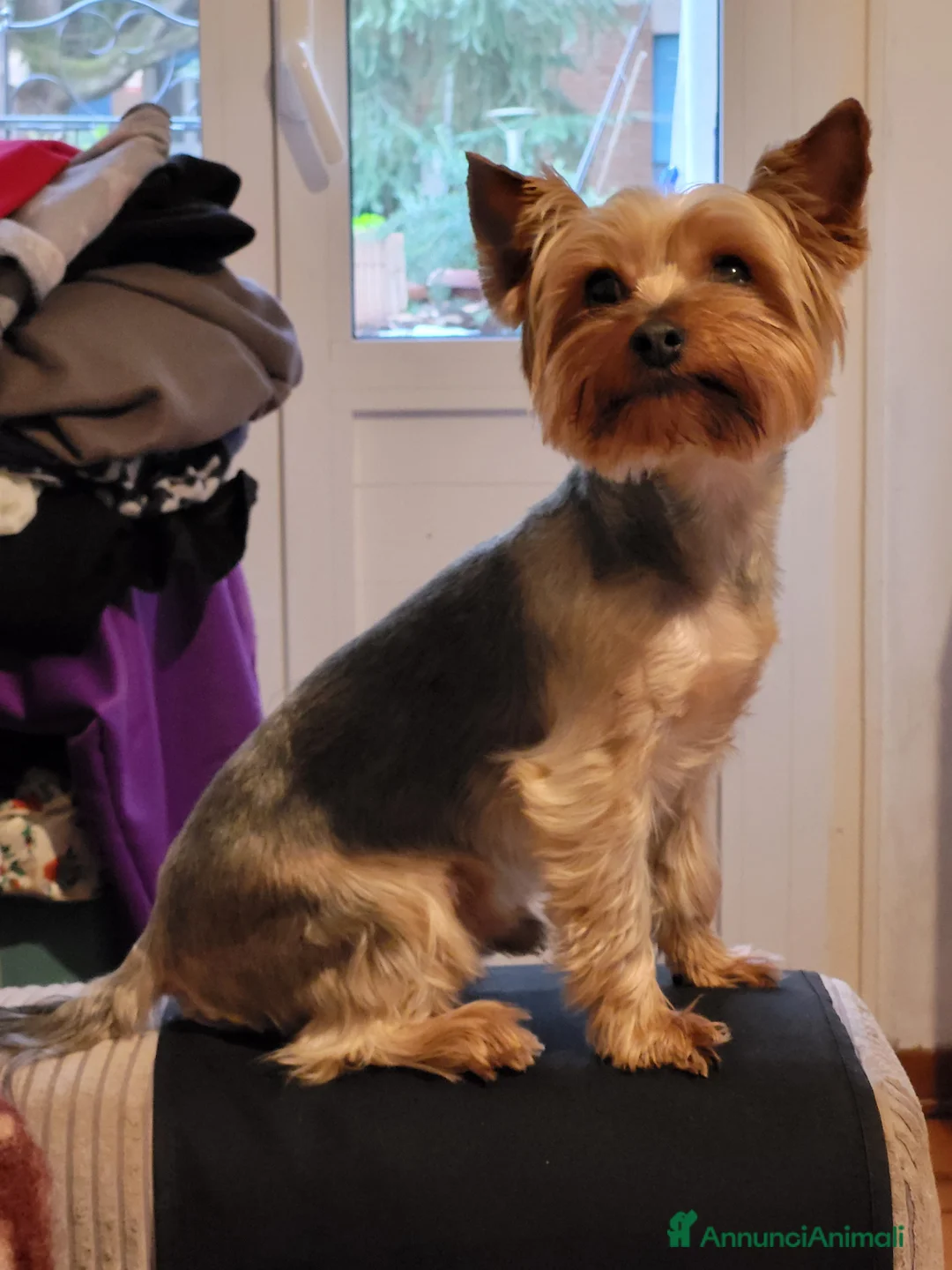 Yorkshire cani in vendita: Yorkshire terrier cucciolo  - Annuncio 2