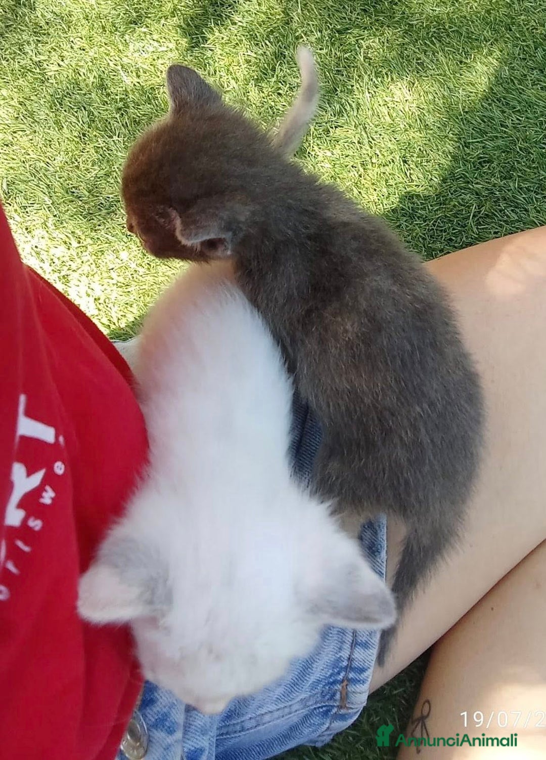 Meticcio gatti in regalo: SOS SOS TEMPESTA - Annuncio 6