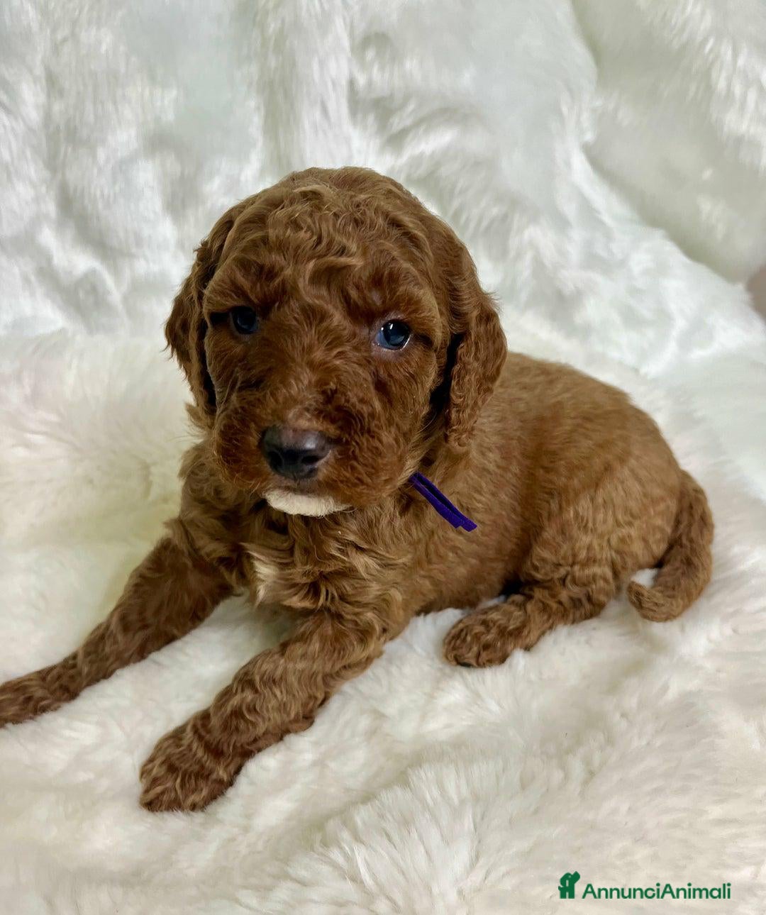 Golden Retriever cani in vendita: Australian Golden DoubleDoodle - Annuncio 19