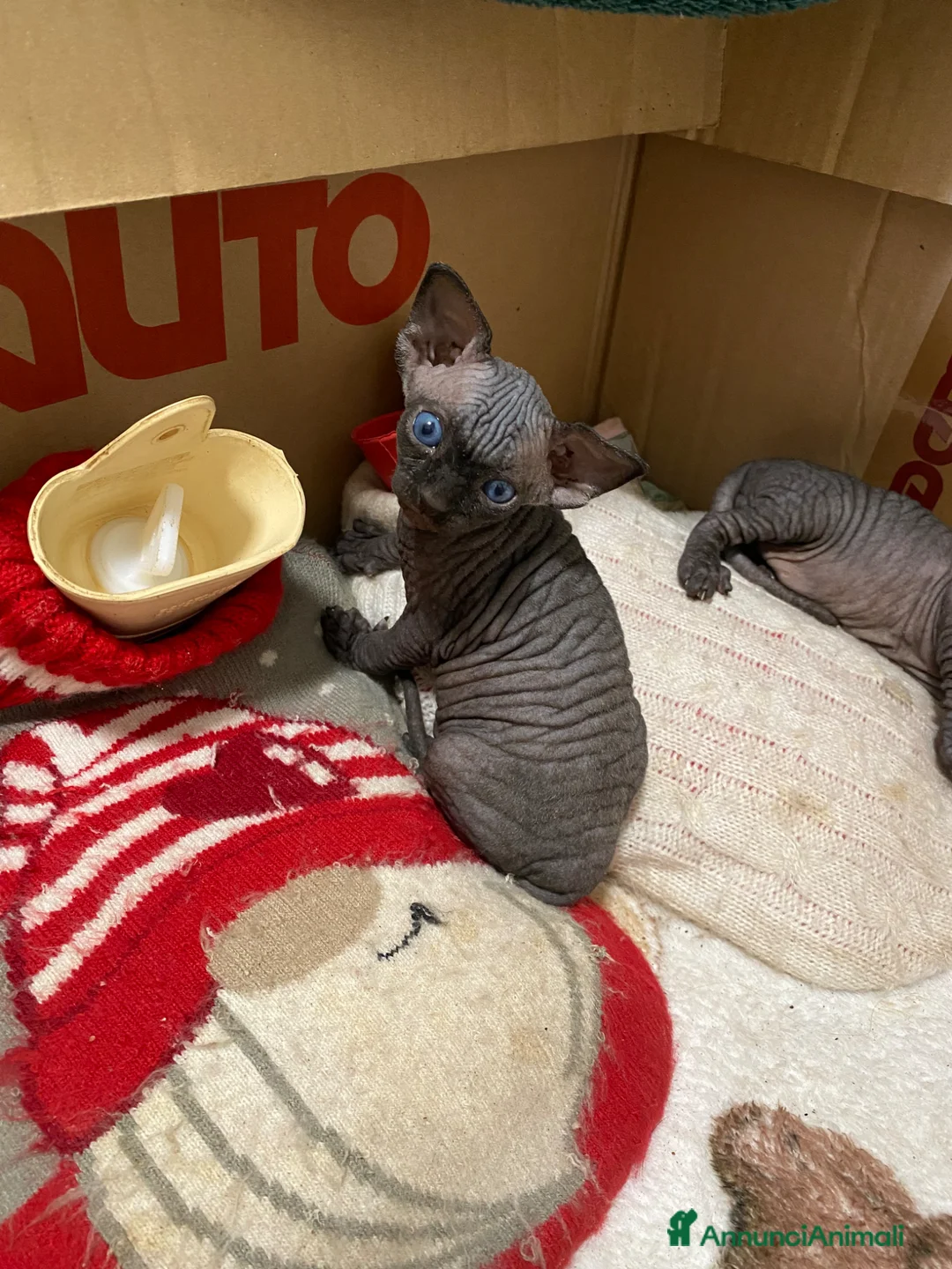 Sphynx gatti in vendita: Gatti sphynx - Annuncio 10