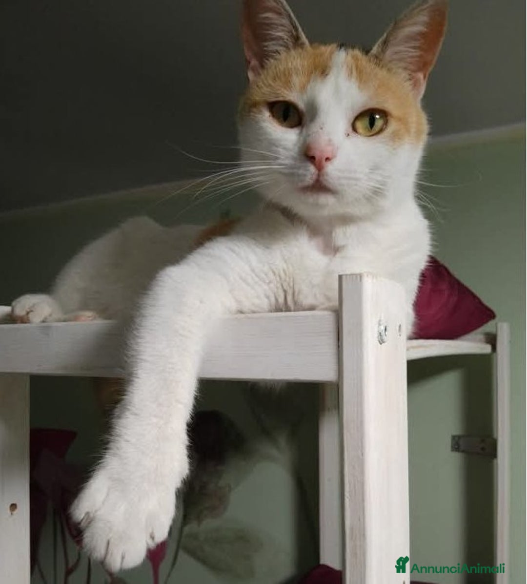 Europeo gatti in regalo: Tenerissima micia in adozione, TRILLY ! - Annuncio 3