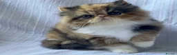 Persiano gatti in vendita: Cuccioli di Persiano - Annuncio 2