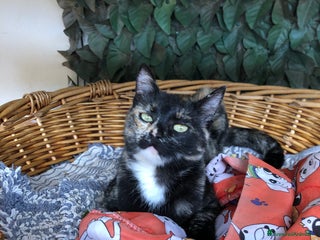 Europeo gatti Gatta sterilizzata - Annuncio 4