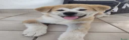Akita Inu cani in vendita: Akita cuccioli  - Annuncio 4
