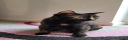 Meticcio gatti in regalo: Liquirizia splendida micia 4 mesi - Annuncio 2