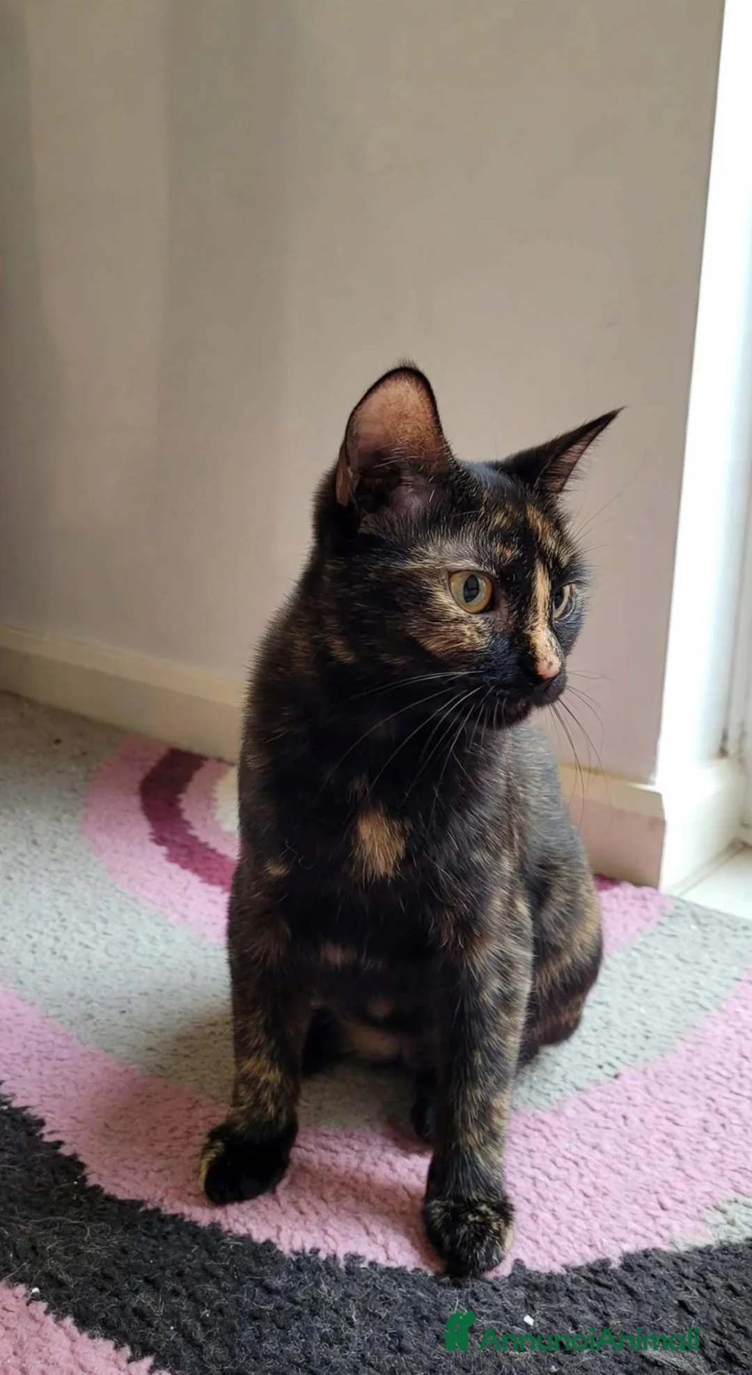 Meticcio gatti in regalo: Liquirizia splendida micia 4 mesi - Annuncio 2