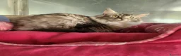 Maine Coon gatti in vendita: Maine coon  - Annuncio 4