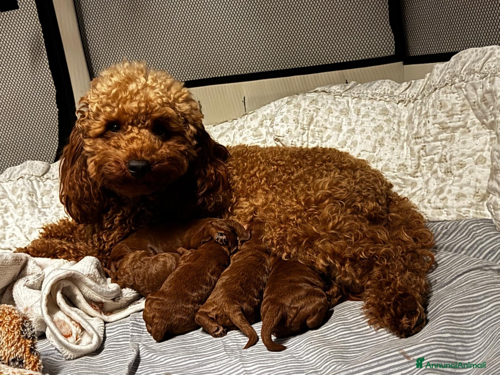 Barboncino cani Cuccioli barbone nano - Annuncio 1