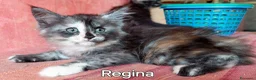 Maine Coon gatti in vendita: Cuccioli Maine Coon di tanti colori a Provincia di Alessandria - Annuncio 5