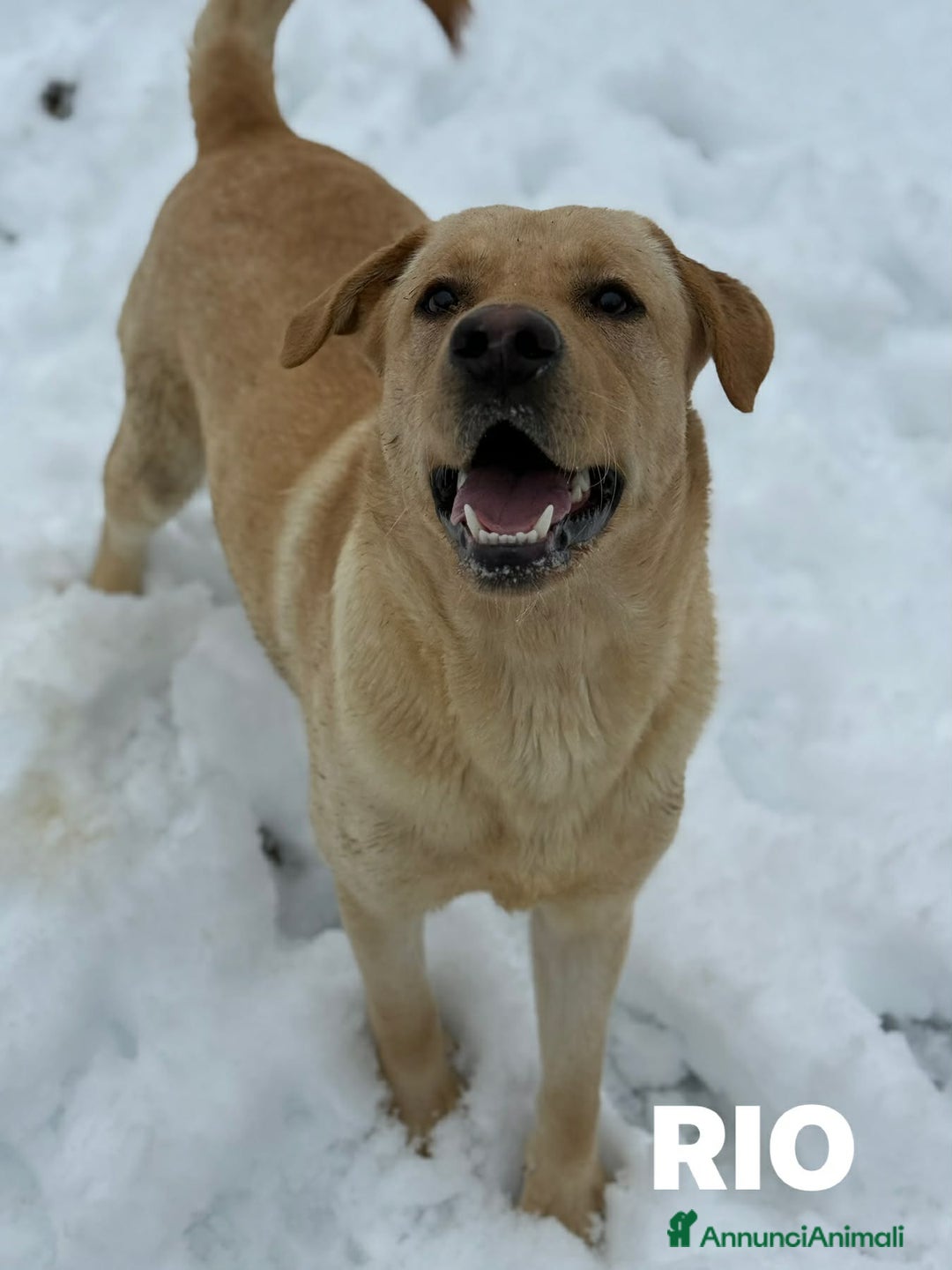 Labrador cani in regalo: RIO, mix LABRADOR super simpatico! - Annuncio 8