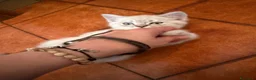 Scottish gatti in vendita: Gattino schottish bianco con occhi azzurri - Annuncio 8