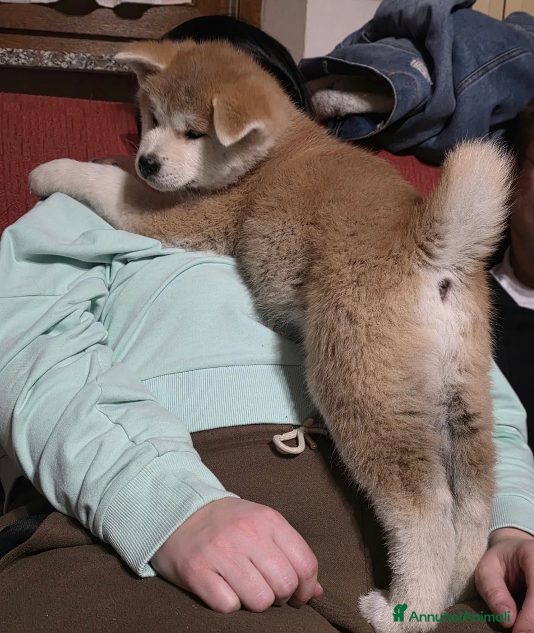 Akita Inu cani in vendita: Disponibili cuccioli Akita inu Pedigree  - Annuncio 4