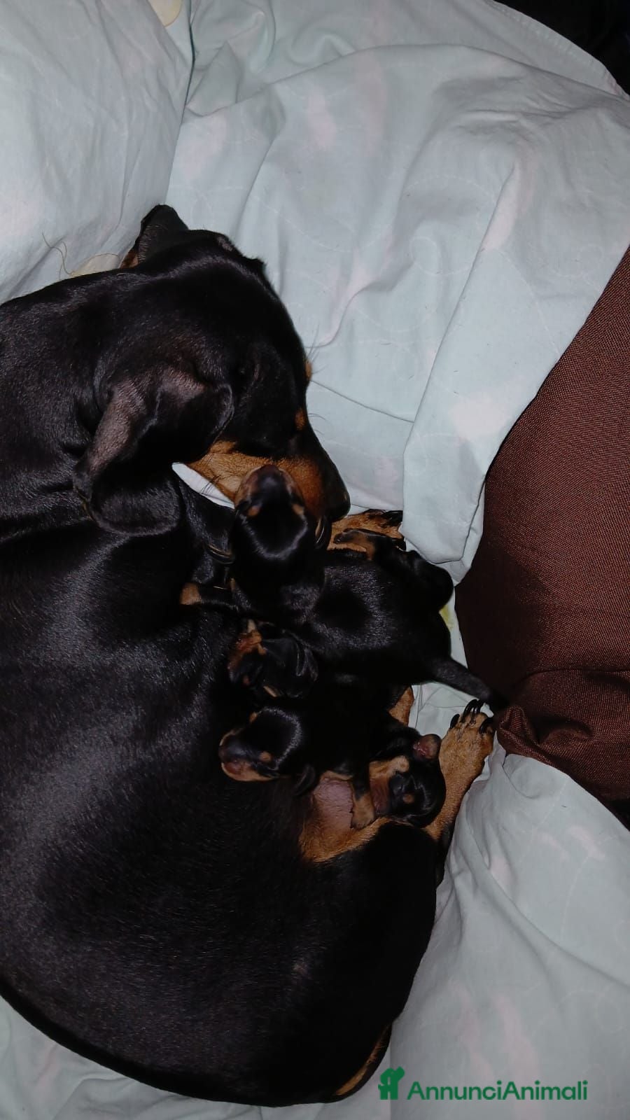 Bassotto cani Bassotto maschio nero focato - Annuncio 4