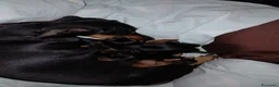 Bassotto cani in vendita: Bassotto maschio nero focato - Annuncio 1