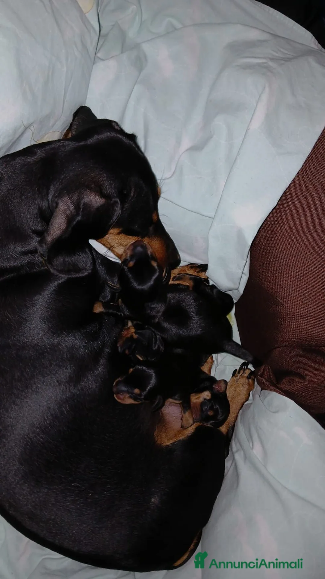 Bassotto cani in vendita: Bassotto maschio nero focato - Annuncio 1