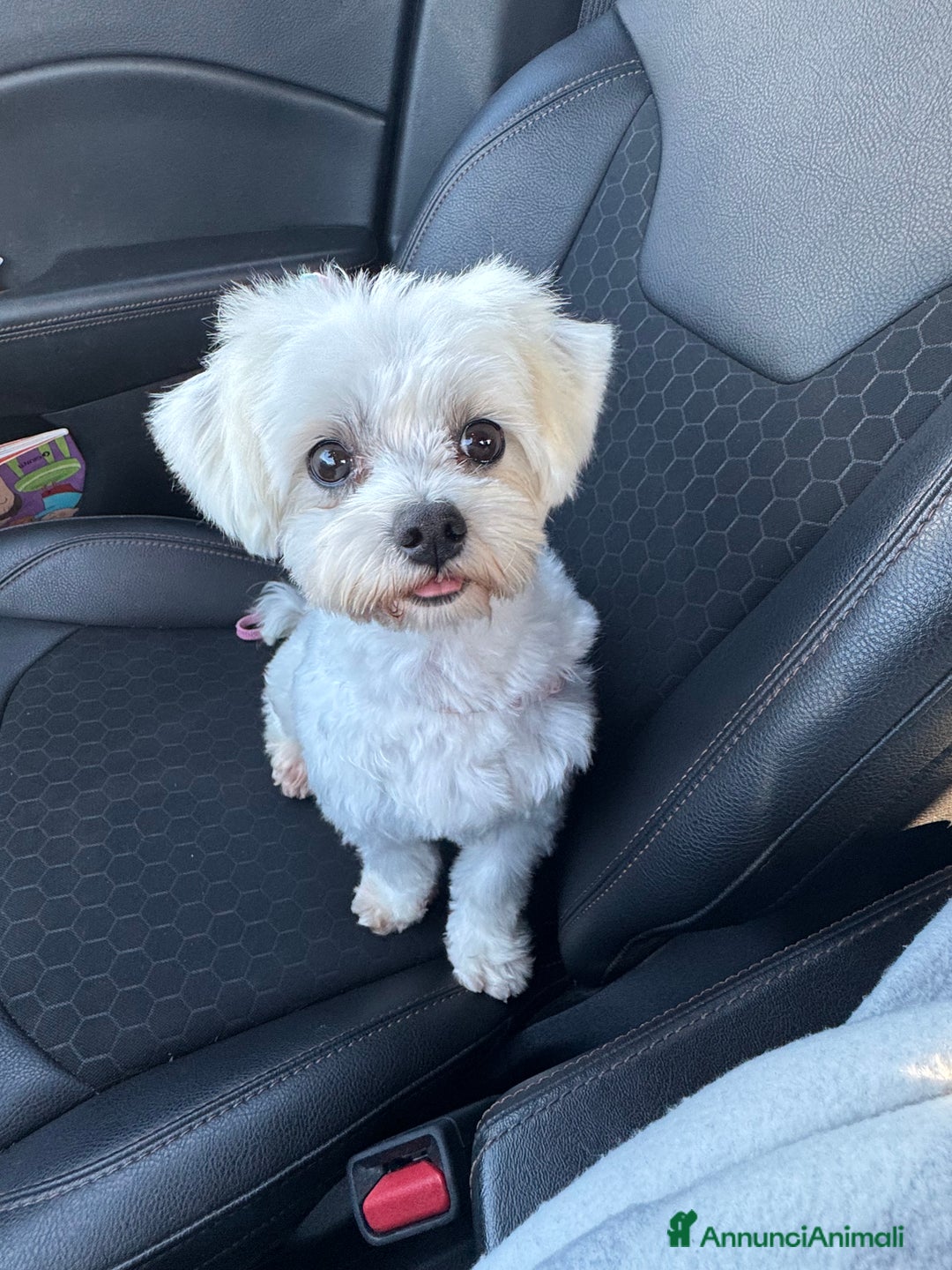 Maltese cani in vendita: Cuccioli maschi di Maltese con pedigree  a Provincia di Cremona - Immagine 4