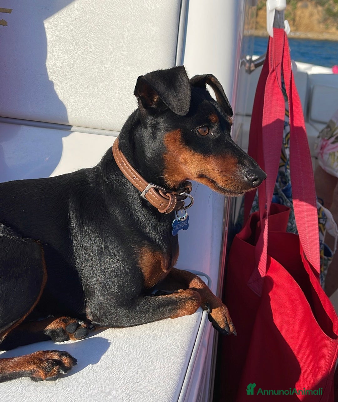 Pinscher Tedesco cani per accoppiamento: Zwergpinscher Accoppiamento - Annuncio 1