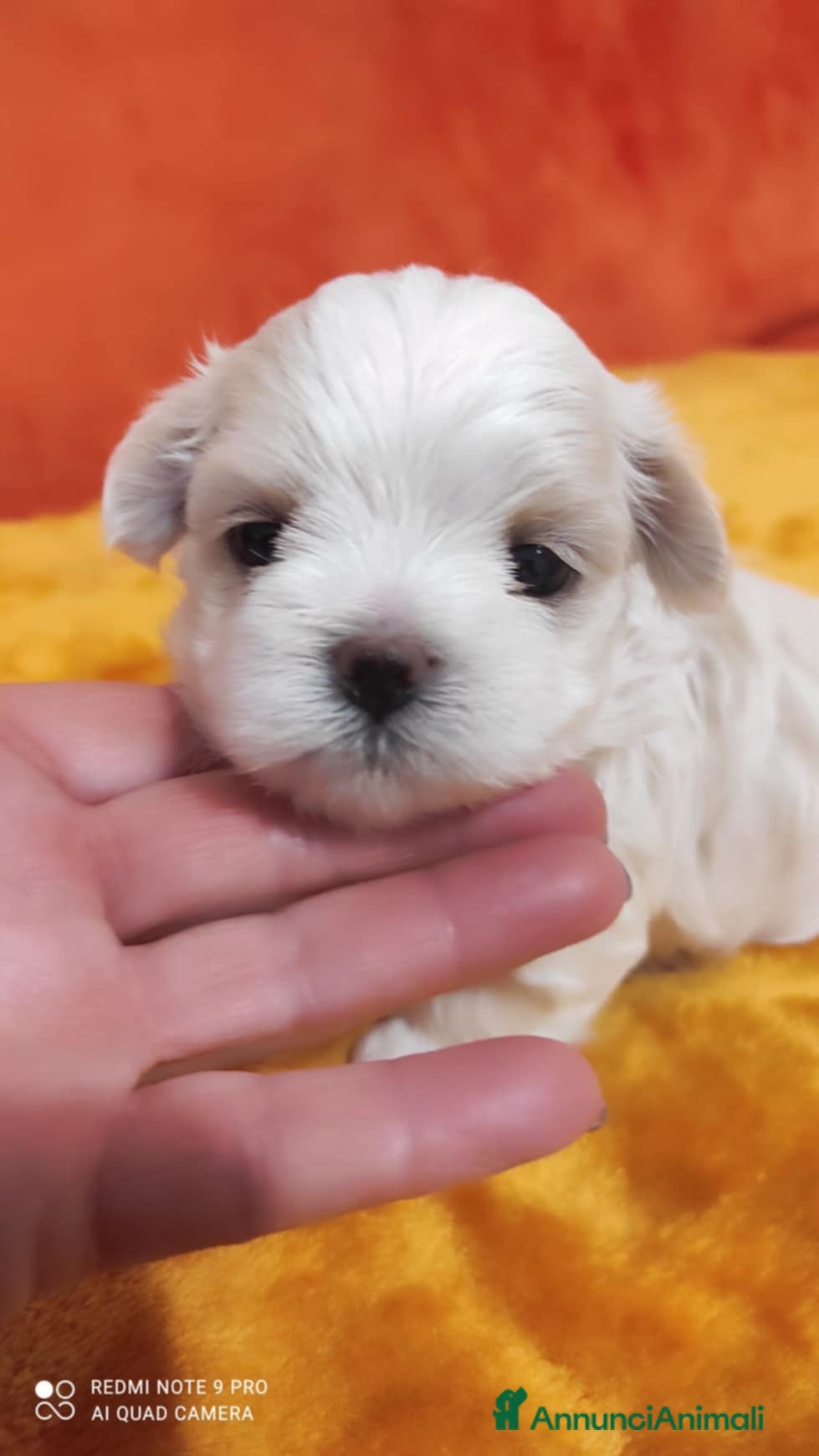 Maltese cani Cuccioli maltesi - taglia piccola - con PEDIGREE - Annuncio 1