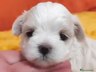 Maltese cani Cuccioli maltesi - taglia piccola - con PEDIGREE - Annuncio 15