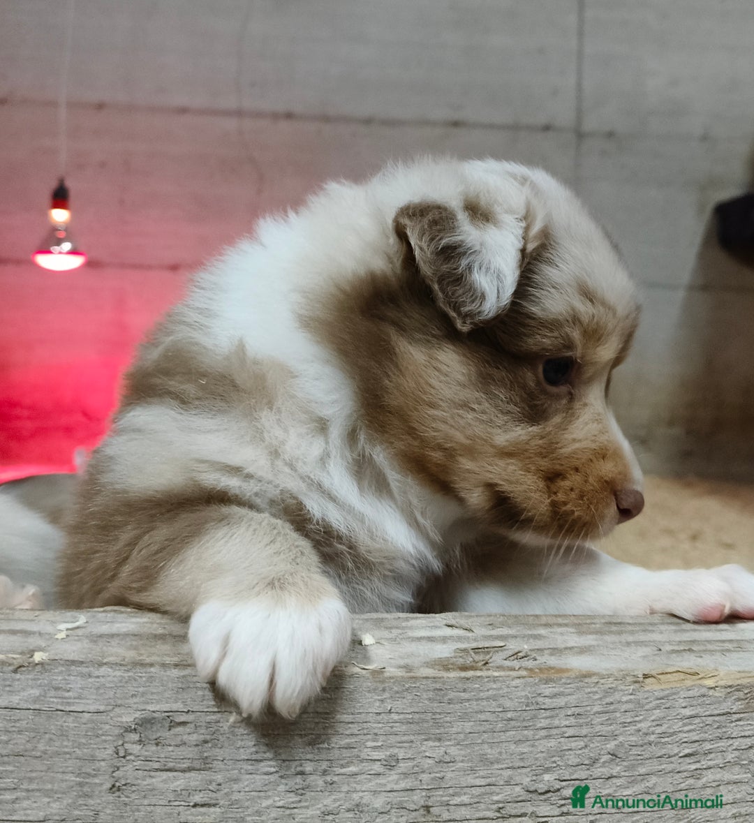 Australian Shepherd cani in vendita: Cuccioli Australian Shepherd con pedigree  - Annuncio 4