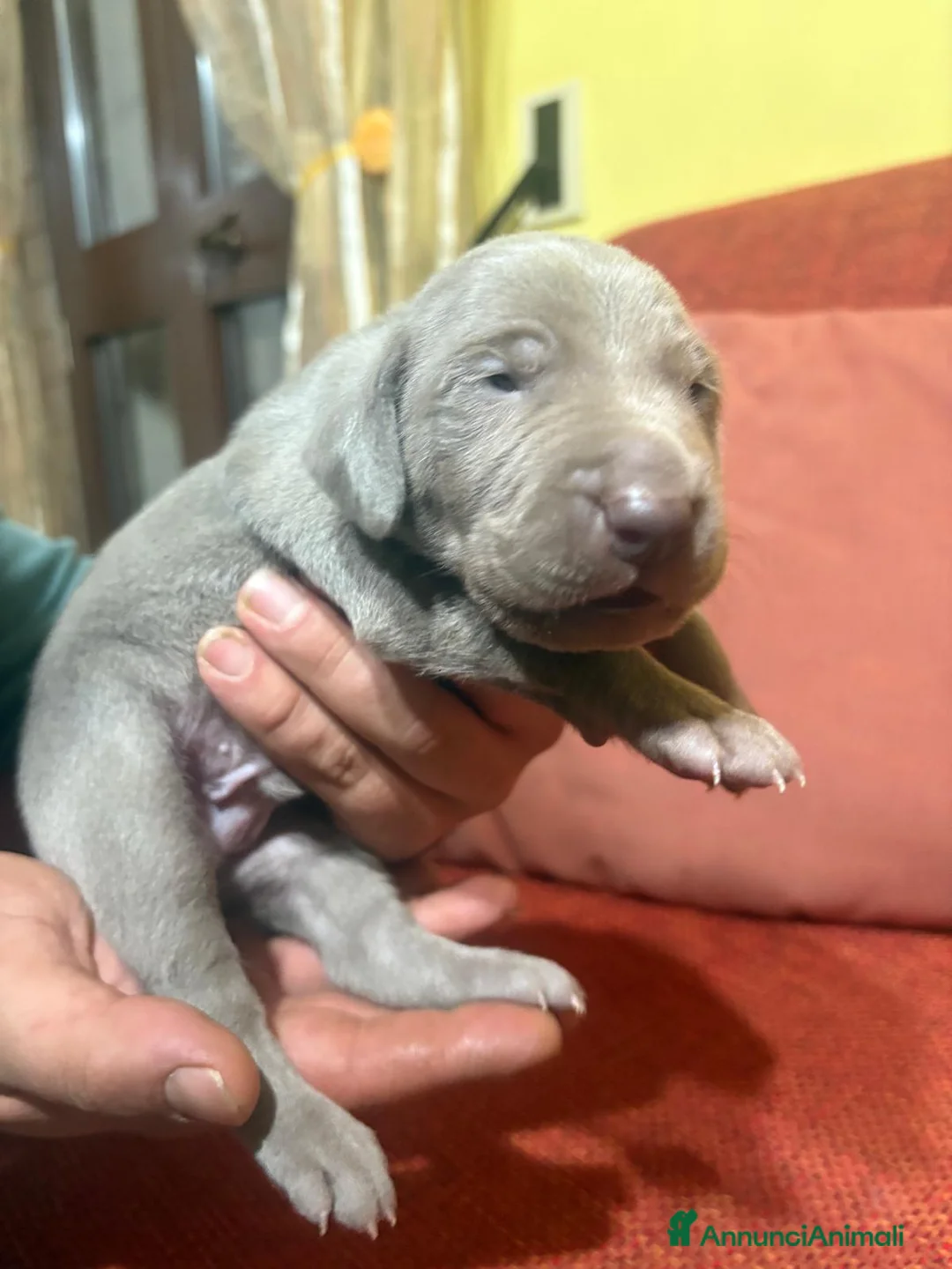 Weimaraner cani in vendita: Cuccioli di weimaraner  - Annuncio 2